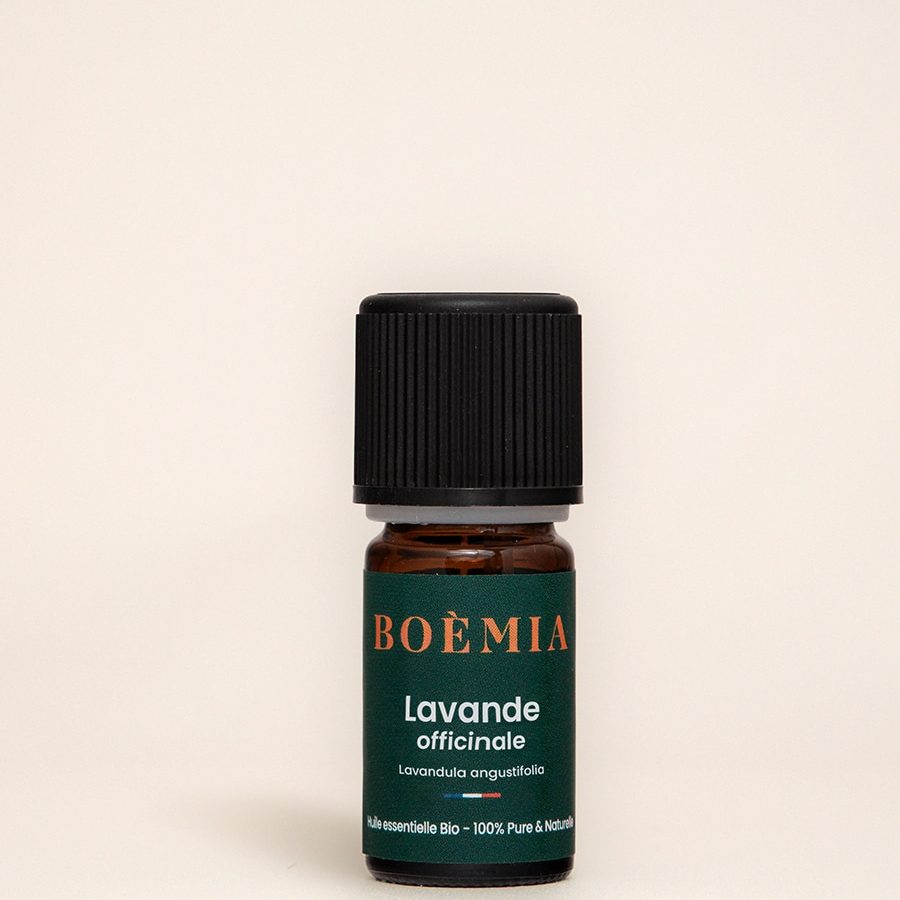 lavande-officinale